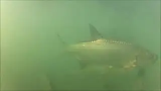 Under Water Tarpon Footage