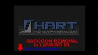 Raccoon Removal Lansing Michigan | Hart Animal Control does Raccoon Removal