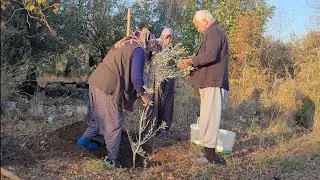 BOYUNUZ KADAR ZEYTİN FİDANI NASIL DİKİLİR!!
