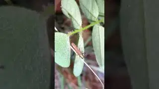 Agrilus latifrons