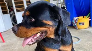 Only 2 dog Vs 50 cows #amazingpets