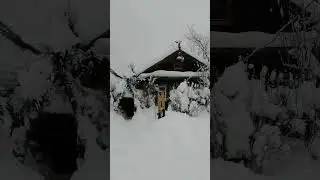 Наглых созданий знать не хочется)) #дача #лесной #зима