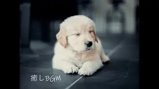 【お留守番対策】寂しさを和らげる、ペットにやさしいピアノBGM｜Pet relax Music🐾🎶
