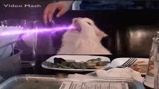 Smudge the cat- Godzilla edition