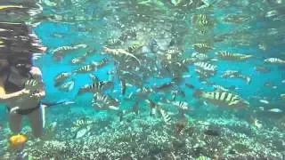 BALI ESCAPE 2014 - spindizzyfall