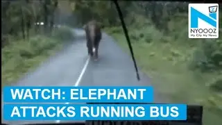 On Cam: Elephant attacks running bus, forces to drive reverse