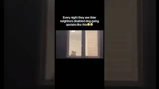 Every night they see their neighbors disabled dog😭 #dog #animals #cute #sad #fyp #viral #shorts #yt