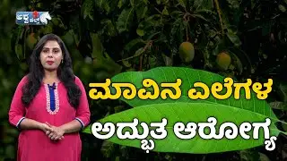 Mango leaves health Benefits || ಮಾವಿನ ಎಲೆಗಳ ಅದ್ಭುತ ಆರೋಗ್ಯ || Ashwa Health