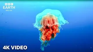 A Journey Across Our Oceans | 4K Underwater Nature Footage | BBC Earth Relax