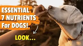 🐶🍲 7 ESSENTIAL Nutrients for DOGS and How Your Puppy Should GET THEM