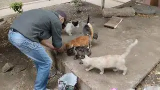🔥 Котоферма В Действии _ Это Бездомные Коты! / 🔥 Cat Farm In Action _ All These Are Homeless Cats! 🔥