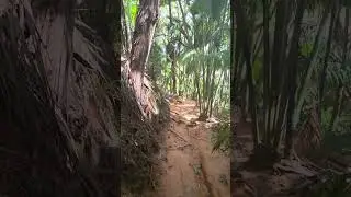 Vall&eacute;e de Mai - Coco de Mer