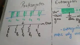 Basic concept of cistron and structural gene