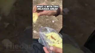 This monkey refuses delicious bread #monkeyfunnyvideo  #animals