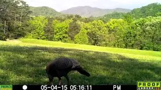 Primos Proof Cam 03 Video Review