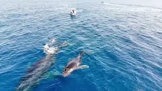 Seafari