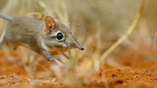 Don't go into the forest alone until you watch this