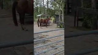 Paarden hinnik