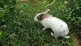 Provide natural plant food for rabbits to eat - Primitive HD