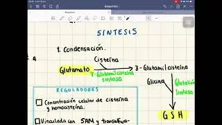 GLUTATI&Oacute;N