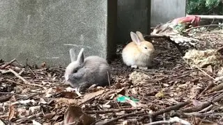 Look closely at their unique colors. Which of these two cuties has stolen your heart?