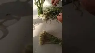 Bunny Tail dry flower