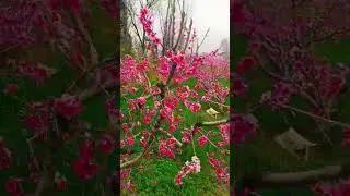 Spring In Swat