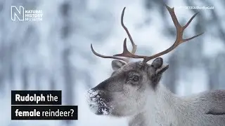 Are Santa's reindeer female? | Natural History Museum