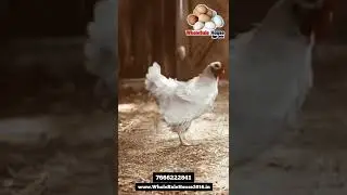 wholesale Eggs Wholesale Chicken Free Home Delivery