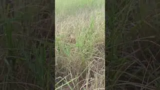 This year's rice in Cambodia is slowly dying due to the hot weather.