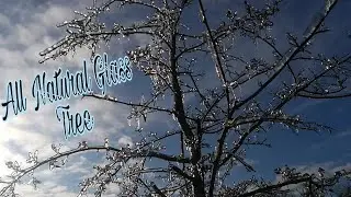 ALL NATURAL GLASS TREES & BUSHES  #nature #nocopyrightmusic #vlogmusic