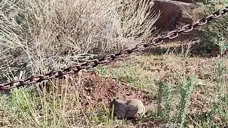 Grand Canyon Chipmunk eating
