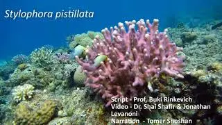 Nubbins Stylophora pistillata