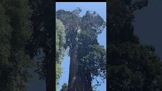 Meet The Nation&rsquo;s Christmas Tree 🌲 || The General Grant 🌲