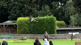 Chilean Blue Eagle flying in our display