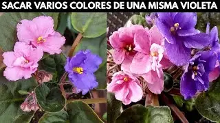 como sacar  flores de diferente color de una misma violeta africana