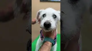 Dog Dry Eyes & Corneal Ulcers