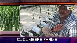 Woolgoolga Farming State || Punjabi Farmer Australia || Growing techniques Blueberry & Cucumber