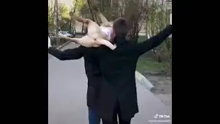 dog destroys the couch and owner do a pallbearer dance