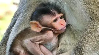 Beautiful Family's Dede, Devi fall sleep when drink milk mother looking so sweetie #monkeyjenifer65