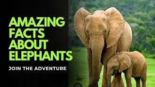 Amazing facts about Elephants #ElephantFacts #AmazingAnimals #Wildlife #facts#ElephantIntelligence 
