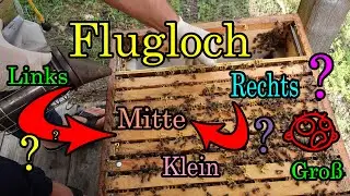 Das Flugloch der Bienenbeuten was  macht es aus wo soll es sein