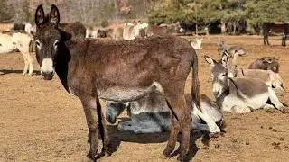 donkey video 2023 /male donkey with female donkey videos 2023/Village life videos #donkey#animal