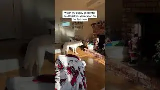 DOG REACTS TO CHRISTMAS DECORATION (so funny) #shorts