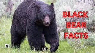 Facts about black bears! Facts you may not know! #bearfacts #bearbehavior