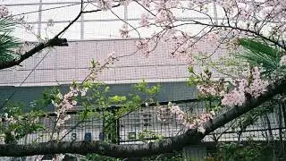 夢みる季節/colormal [弾き語りCOVER]