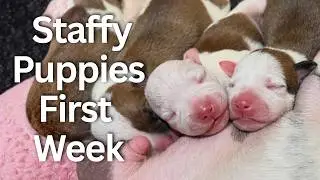 Watch Our Staffordshire Bull Terrier Puppies Grow: Their First 7 Days ❤️