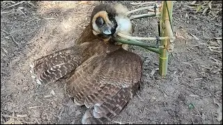 Easy trap to catch owl in the Jungle work 100%