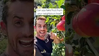 Can you take fruit from your neighbours tree? #garden #gardening