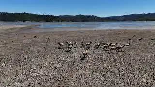 Tule Elk Fighting on the emptying Lake Pilsbury